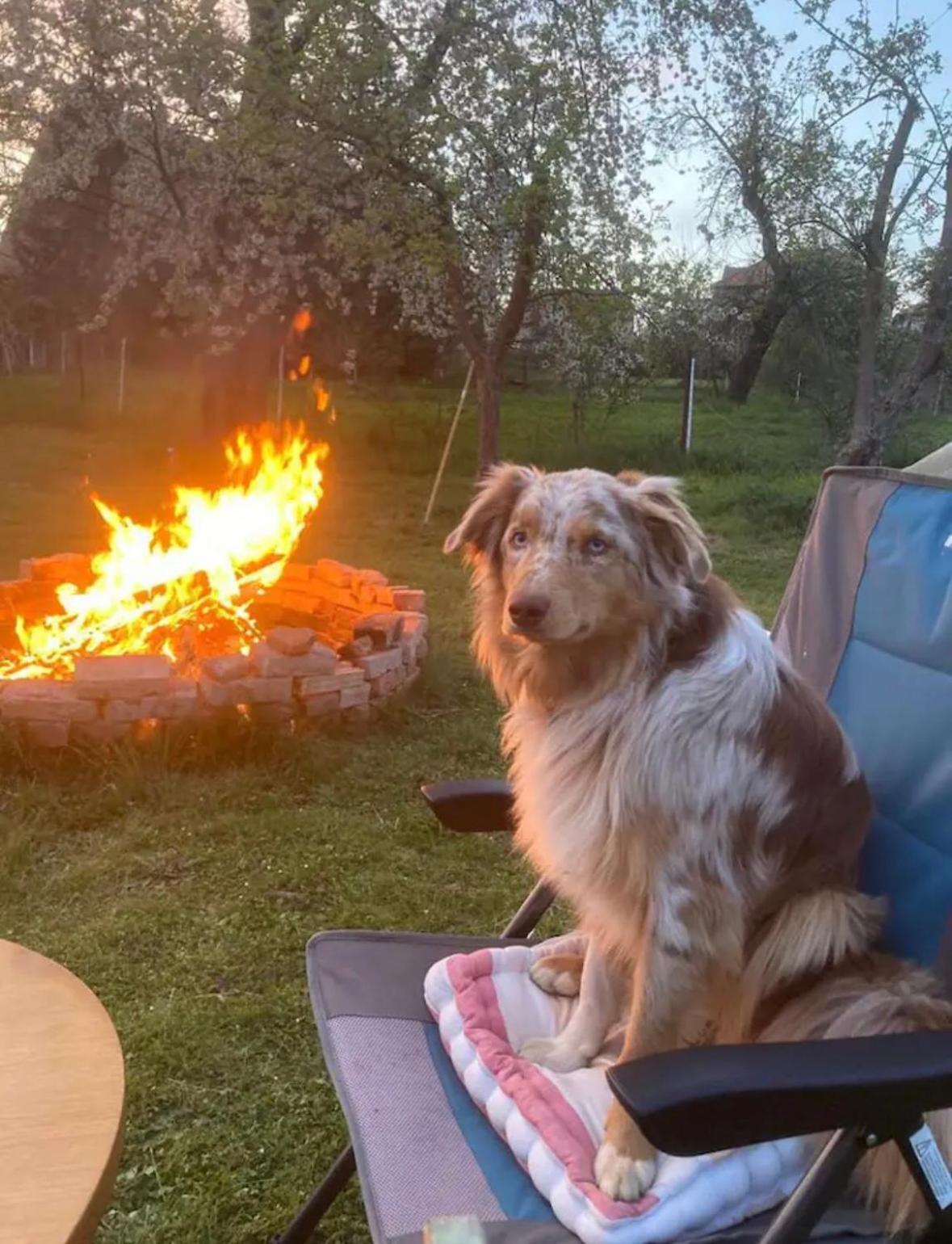 Villaharmony Wartet Auf Familien Mit Hund! Lommatzsch 외부 사진